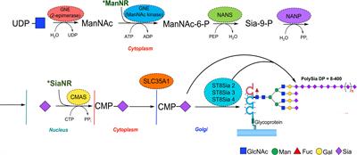 Polysialic Acid in the Immune System